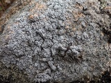Pertusaria amara f. amara image