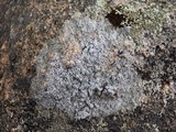 Pertusaria amara f. amara image