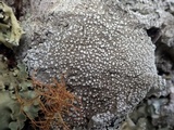 Pertusaria amara f. amara image