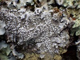 Pertusaria amara f. amara image
