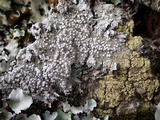 Pyrrhospora quernea image