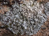 Hypotrachyna britannica image