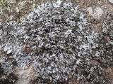 Hypotrachyna britannica image