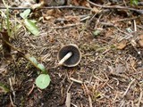 Panaeolus antillarum image