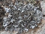 Hypotrachyna britannica image