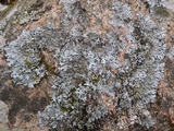 Hypotrachyna britannica image