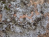 Hypotrachyna britannica image