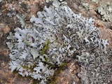 Hypotrachyna britannica image