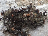 Hypotrachyna britannica image
