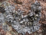 Hypotrachyna britannica image