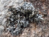 Hypotrachyna britannica image