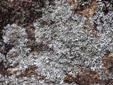 Hypotrachyna britannica image