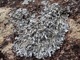 Hypotrachyna britannica image