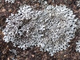 Hypotrachyna britannica image
