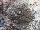 Hypotrachyna minarum image