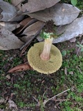 Boletus chrysenteron image