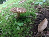 Boletus chrysenteron image