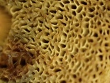 Boletus chrysenteron image