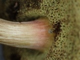 Boletus chrysenteron image