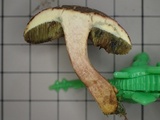 Boletus chrysenteron image