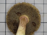 Boletus chrysenteron image