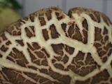 Boletus chrysenteron image