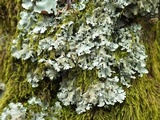 Hypotrachyna minarum image
