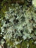 Parmotrema reticulatum image