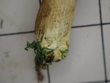 Boletus chrysenteron image