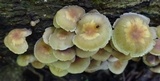 Hypholoma subviride image