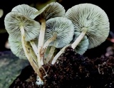 Hypholoma subviride image