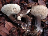 Tylopilus obscurus image