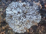 Physcia dubia image