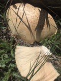 Neolentinus ponderosus image