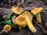 Cantharellus lateritius image