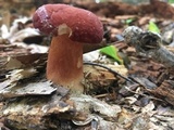 Xanthoconium purpureum image