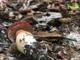 Xanthoconium purpureum image
