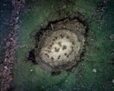 Septoria lycopersici image