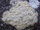 Pertusaria flavicans image