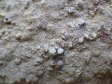 Pertusaria flavicans image