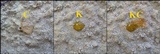 Pertusaria flavicans image