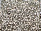 Pertusaria aspergilla image