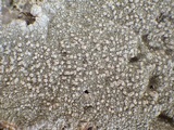 Pertusaria aspergilla image