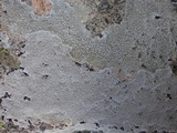 Pertusaria aspergilla image