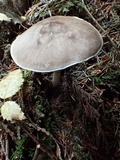 Pluteus exilis image