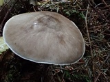Pluteus exilis image
