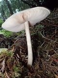 Pluteus exilis image