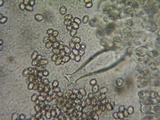 Pluteus exilis image