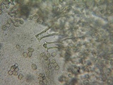 Pluteus exilis image