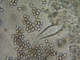 Pluteus exilis image